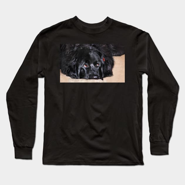 Abby (Newfoundland Dog) Long Sleeve T-Shirt by LaurieMinor